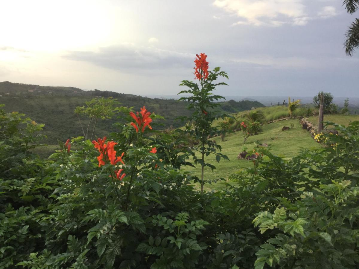 Hawk'S Nest Bed & Breakfast La Laguna de San Carlos Екстер'єр фото